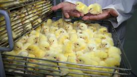 В ВГНКИ зарегистрировали базу данных о микробиоме кишечника птиц